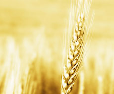 Україна конкуруватиме з Аргентиною на ринку зерна — ФАО