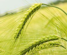 Около 60% всходов озимой пшеницы в Кировоградской области находятся в неудовлетворительном состоянии