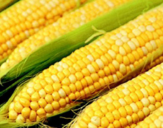 В Украине отмечается значительное снижение импорта семян кукурузы – эксперт
