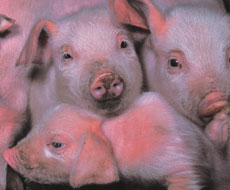 В Полтавской области установлена 3-км карантинная зона во избежание распространения африканской чумы свиней