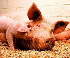 Через загрозу АЧС фермам Кіровоградщини радять не купувати свиней в інших регіонах