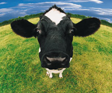 На начало января в Винницкой области насчитывалось более 300 тыс. голов крупного рогатого скота