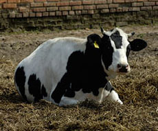 В Украине упало производство продукции животноводства