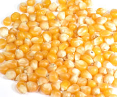 На индийском тендере победила украинская кукуруза
