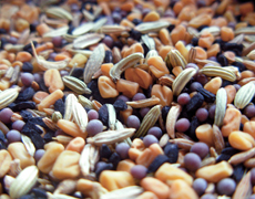 Украина имеет мощный потенциал для производства и экспорта семян - Павленко