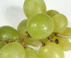 Херсонская область имеет все возможности увеличить урожайность виноградников