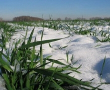 В Украине посевы пшеницы успешно проходят перезимовку – Адаменко