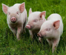 У Росії з’явиться найбільший у Європі свинокомплекс
