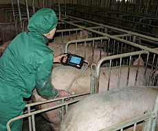 В Китае без работы могут остаться 26 тыс. свиноводов