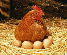 Україна на третину скоротила експорт курятини