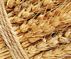 Минсельхоз США повысил прогноз урожая зерна в Украине