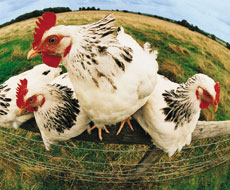 Из-за изменений в Налоговом кодексе произойдет рост цен на продукцию птицеводства
