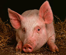 Экспорт свинины составил 293 тонн в январе