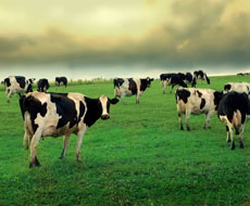 В Винницкой области растет продуктивность коров
