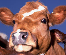 П’яту частину корів вирізають через селекційні та зоологічні вади — АВМ