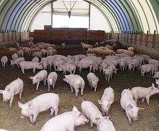 Vitagro начала строительство четвертого репродуктора свиней в Хмельницкой области