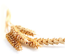 В январе экспорт украинской пшеницы упал в 3,5 раза