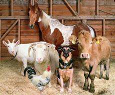 На поддержку животноводства Львовской области из бюджета выделили 50 миллионов гривен