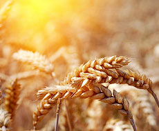 Аграрный фонд планирует закупить 1 млн зерна урожая 2016 года
