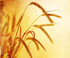 Запасы пшеницы составляют 7,2 млн тонн на 1 марта, кукурузы - 6,9 млн тонн