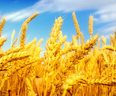 Госстат улучшил оценку урожая зерновых