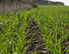 Всходы озимых зерновых на Кировоградщине составили 93% от посеянного
