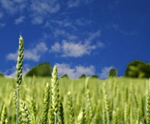 У ЄС третій сезон поспіль зима сприяла розвитку зернових