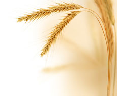 Цены на французское зерно снижаются третий месяц подряд