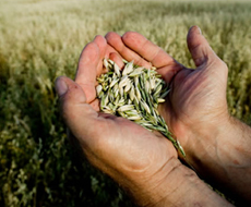 Аграрии могут принять участие в программе закупок зерновых культур