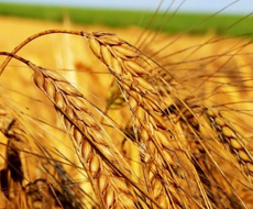З початку 2016 року внутрішні закупівельні ціни на зернові зросли в середньому на 16% - Олексій Павленко