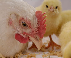 Франция выплатит 110 млн. евро фермерам, пострадавшим от птичьего гриппа
