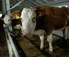 Средний надой на корову составит 5,7 тыс. кг — прогноз
