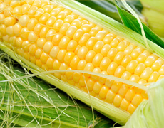 Агропродсервис завершает посев кукурузы