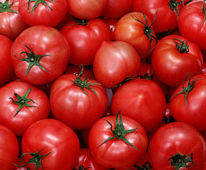 Agrofusion начал строительство завода по переработке томатов