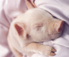 В ЦФО стоимость живых свиней на убой выросла еще на 5,4%
