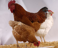 Украина может возобновить экспорт продукции птицеводства в Китай — Карпенко