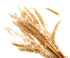 Египет ужесточил контроль над «пшеничными потоками» — эксперт