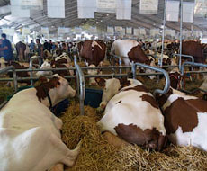 На Київщині скоротилося поголів'я великої рогатої худоби