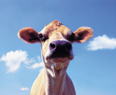 HarvEast планирует заняться продажей коров