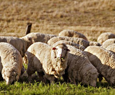Запорожское овцеводство может выйти на международный уровень