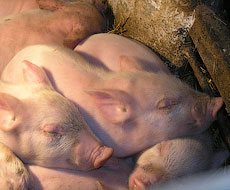 KSG Agro получил разрешение на экспорт свинины в Грузию