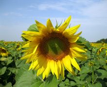 Росія вивозить соняшник з непідконтрольній Україні території Донбасу