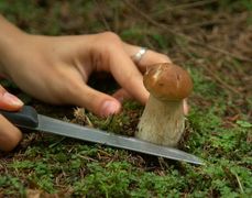 Заготівельникам лісових плодів, ягід, грибів Львівщини треба отримати лісовий квиток