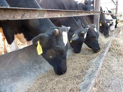 В Україні вироблятимуть яловичину на експорт із бичків молочних порід