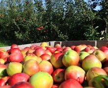 Ціна на вітчизняні ранні яблука впала на 35%