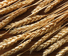 Пшениці в Україні намолочено удвічі більше, ніж торік