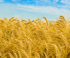 «ПАЕК» збирає пшеницю по 60 ц/га