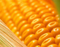 USDA підвищив прогнози щодо врожаю українського зерна