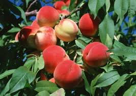 Вирощування персиків та абрикосів втрачає привабливість для фермерів