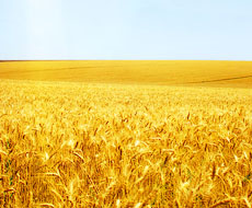 USDA збільшило прогноз урожаю зерна в Україні до 61 млн тонн